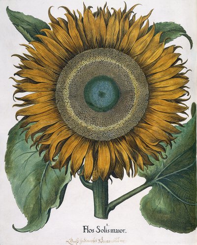 Flos Solis Binbaşı, 1613 by Johann Ernst Rentsch