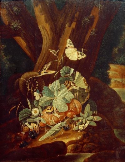 Böcekler, salyangozlar ve yılan by Johann Falch