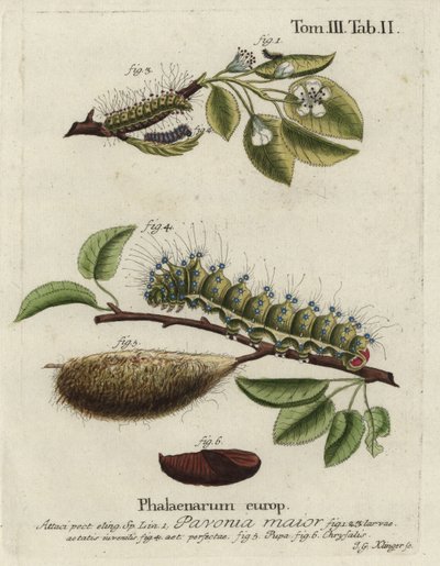 İmparator güvesi, Saturnia pavonia, larva, pupa, chrysalis. by Johann Georg Klinger