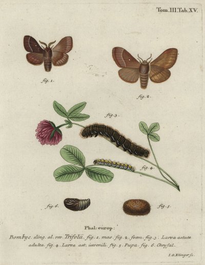 Çim yumurtası, Lasiocampa trifolii. by Johann Georg Klinger
