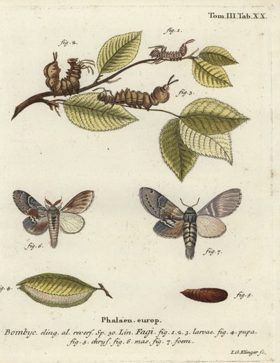 Istakoz güvesi, Stauropus fagi. by Johann Georg Klinger