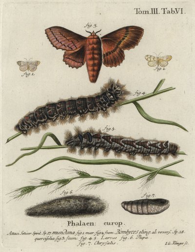 Müslin uşak ve meşe yumurta güveleri. by Johann Georg Klinger