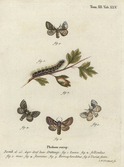 Soluk meşe yumurtası, Trichiura crataegi. by Johann Georg Klinger