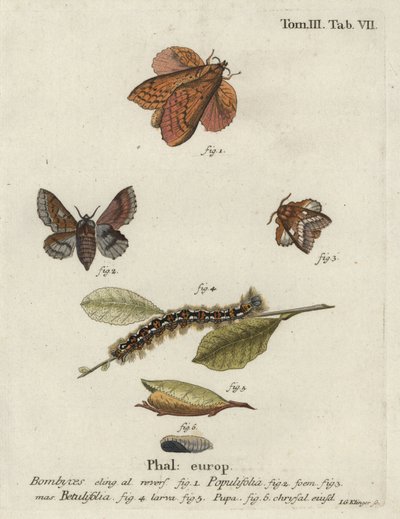 Kavak lappet ve küçük lappet güveleri. by Johann Georg Klinger