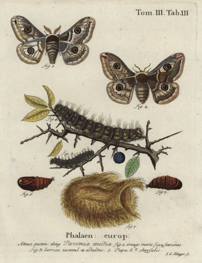 Sloe imparator güvesi, Saturnia spini. by Johann Georg Klinger
