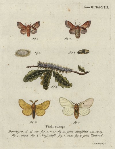 Küçük lappet ve sonbahar ipekböceği güvesi. by Johann Georg Klinger