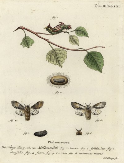 Tawny belirgin güve, Harpyia milhauseri. by Johann Georg Klinger