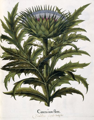 Cinera Cum Flore, 1613 by Johann Georg Ziesenis