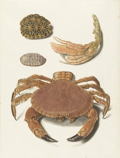 Bir yengeç, yengeç makası ve iki kaplumbağa kabuğu by Johann Gustav Hoch