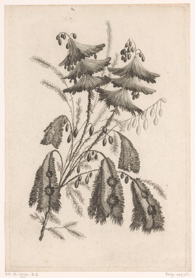 Parasolachtige çiçeği Yeni Tat Çiçekleri Koleksiyonu; Manufacturing des Etoffes de Perse için (seri başlığı) by Johann Heinrich  Hess