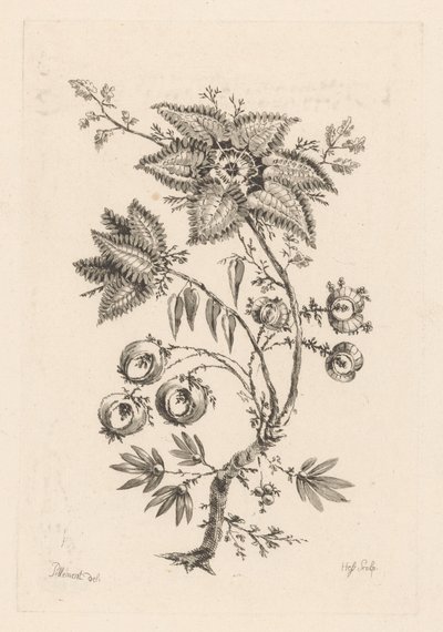 yıldız şeklindeki çiçekler Fleures Barok (dizi adı) by Johann Heinrich  Hess