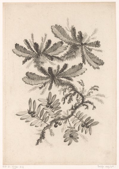Takken bessen ile tanıştı Yeni Lezzet Çiçekleri Koleksiyonu; Manufacturing des Etoffes de Perse için (seri başlığı) by Johann Heinrich  Hess