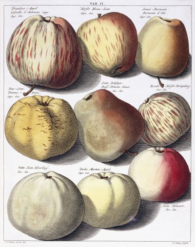 Çeşitli elmalar, 1758 by Johann Hermann Knoop