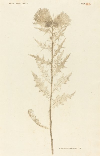 carduus lanceolatus by Johann Hieronymus Kniphof