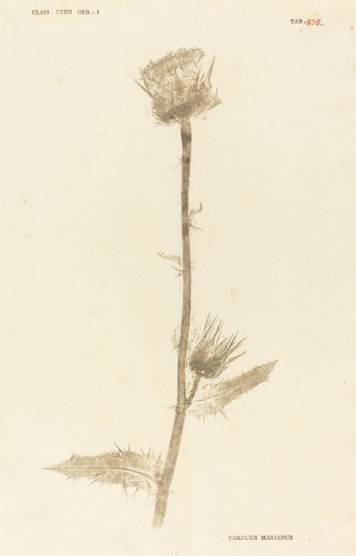 Maarian Carduus by Johann Hieronymus Kniphof