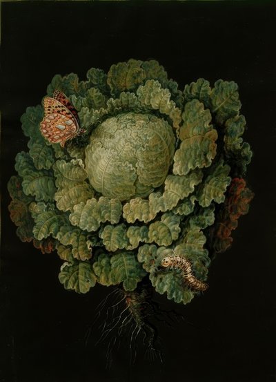 Savoy lahana / lahana, Falter / J. ve B. Dietzsch by Johann Jacob Dietzsch