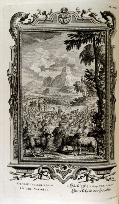 İncil'deki koyun çeşitleri by Johann Jakob Scheuchzer