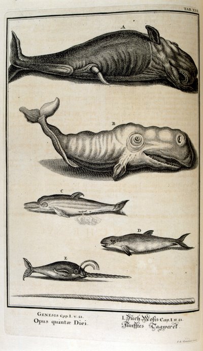 İsviçreli bilgin tarafından 'Physica Sacra'dan bakır levha gravürü. Johann Jakob Scheuchzer by Johann Jakob Scheuchzer
