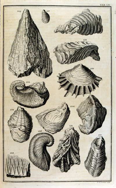Fosilleşmiş kabuk kalıntıları, İncil'deki büyük sel tarafından yok edilen hayvanları temsil ediyor by Johann Jakob Scheuchzer