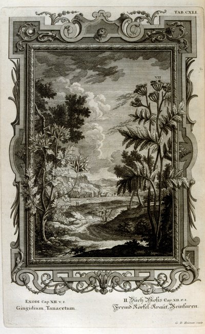 illüstrasyon by Johann Jakob Scheuchzer