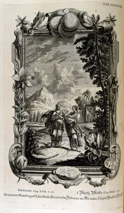Mandragora bitkisi. Genellikle mandrake olarak bilinir by Johann Jakob Scheuchzer