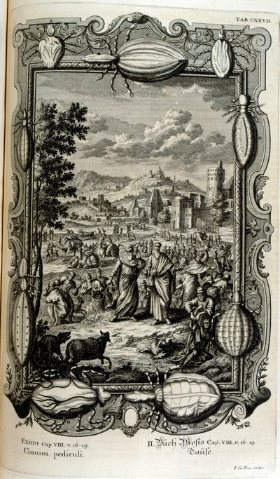 Bit ve orta yaş vebası by Johann Jakob Scheuchzer