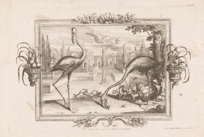 Twee flamingo Aves dicta Flaminges ex India Occidentali (nesne üzerindeki başlık) by Johann Jakob Stelzer