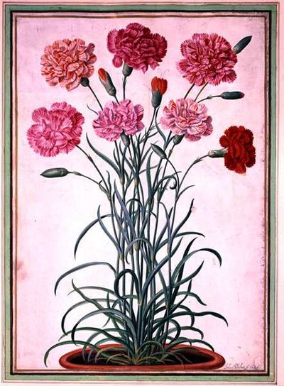 Bir tencereden büyüyen karanfiller, Nassau Florilegium