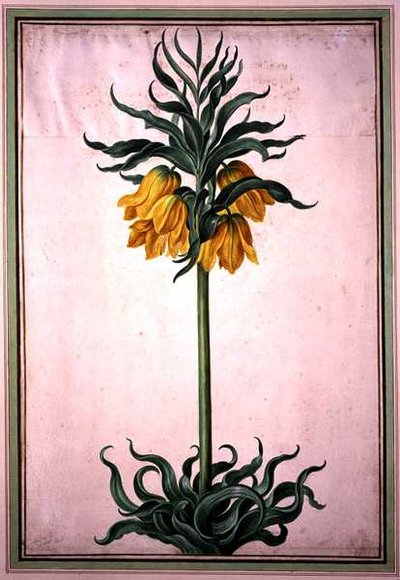 Nassau Florilegium