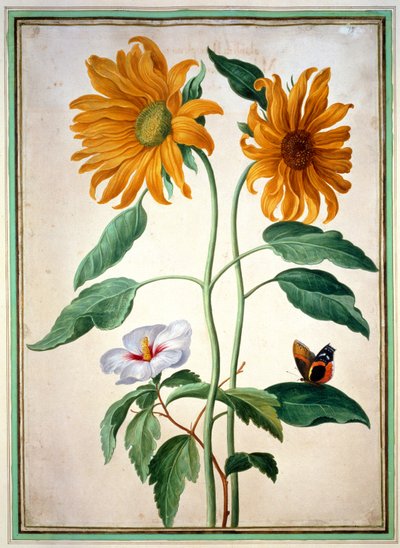 Ayçiçekleri, Nassau Florilegium