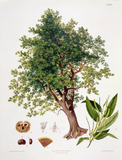 A. Haase tarafından oyulmuş Tatlı Kestane by Johann Kautsky