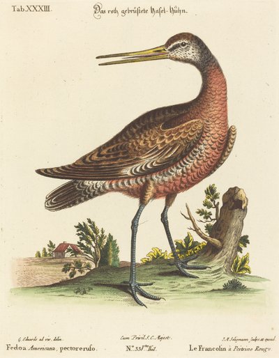 Fedoa Americana, göğüs kabartması by Johann Michael Seligmann after George Edwards