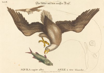 Kel Kartal (Falco leucocephalus) by Johann Michael Seligmann after Mark Catesby