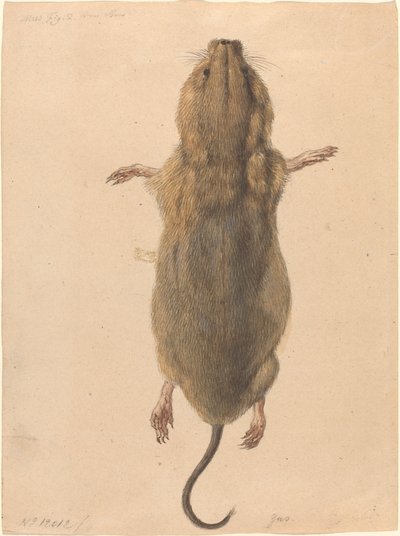 Yukarıdan Bir Tarla Faresi by Johann Rudolph Schellenberg