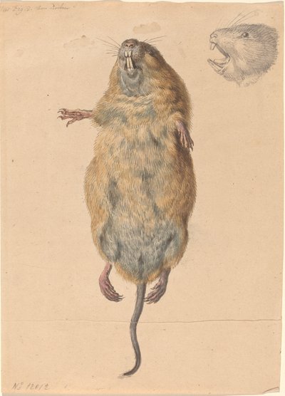 Aşağıdan Bir Tarla Faresi by Johann Rudolph Schellenberg