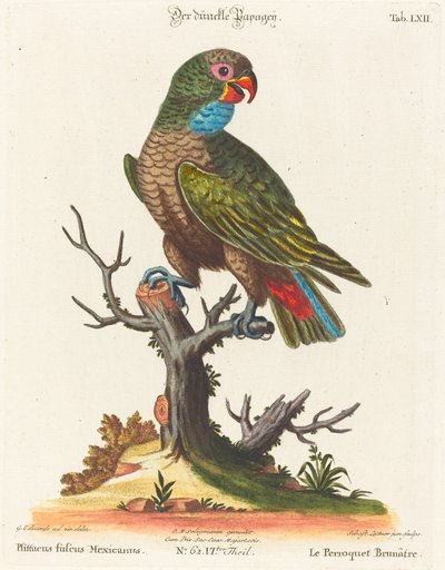 Papağan (Le Parrot Brunatre. Pfittacus Fulcus Mexicanus) by Johann Sebastian Leitner after George Edwards