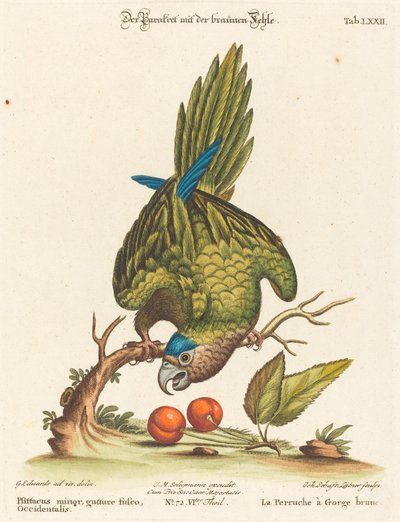 Papağan küçük kahverengi boğazlı batı by Johann Sebastian Leitner after George Edwards