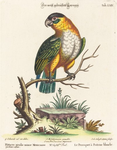 Daha küçük Meksikalı yeşil papağan by Johann Sebastian Leitner after George Edwards