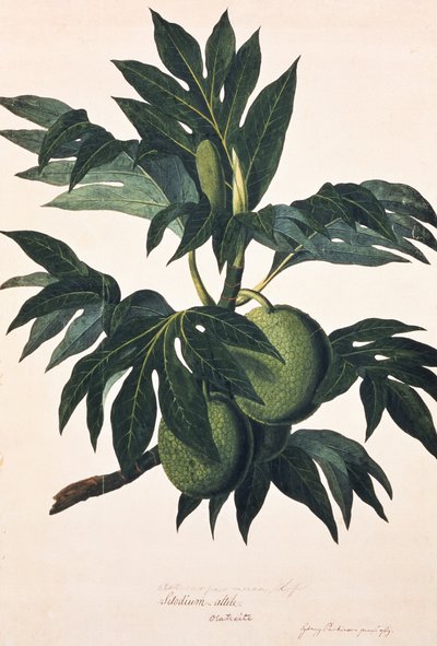  by Johann Sebastien Muller