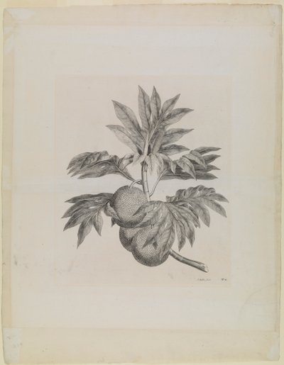  by Johann Sebastien Muller