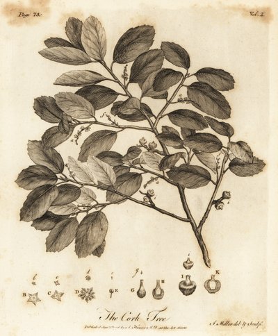 Mantar meşesi, Quercus suber. by Johann Sebastien Muller