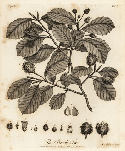 Avrupa Kayını veya Ortak Kayın, Fagus sylvatica. by Johann Sebastien Muller