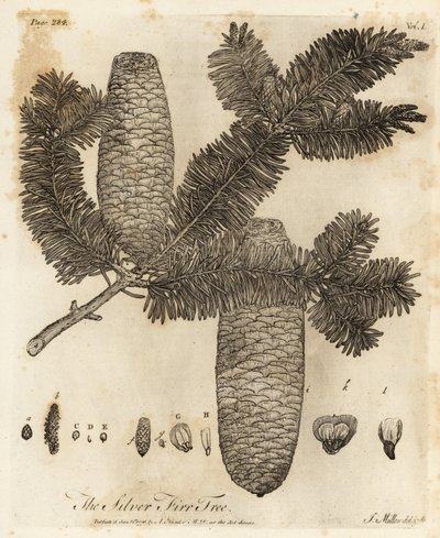 Avrupa gümüş köknar, Abies alba. by Johann Sebastien Muller