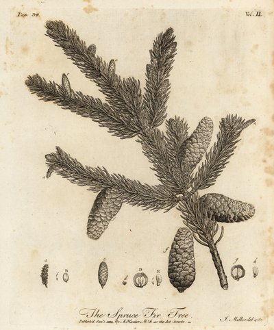 Norveç ladin veya Avrupa ladin, Picea abies by Johann Sebastien Muller