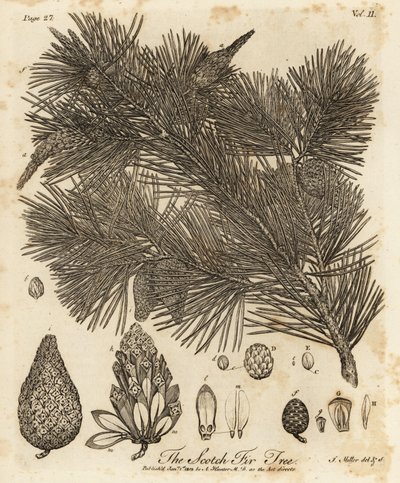 Sarıçam ağacı, Pinus sylvestris. by Johann Sebastien Muller