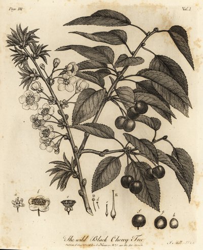 Vişne, vişne veya bodur vişne, Prunus cerasus. by Johann Sebastien Muller