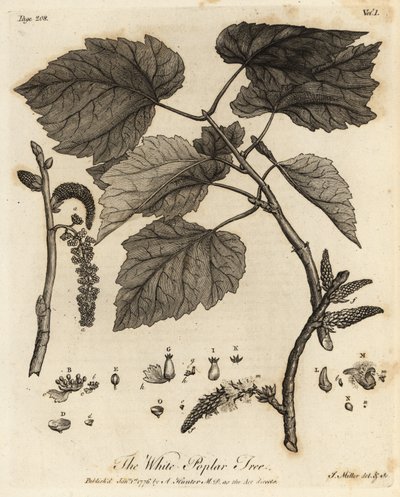 Beyaz Kavak Ağacı, Populus alba. by Johann Sebastien Muller