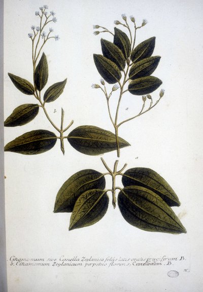 Cinnamomum Zeylanicum (Ceylon Cinnamomum) - J.W. Weinmann