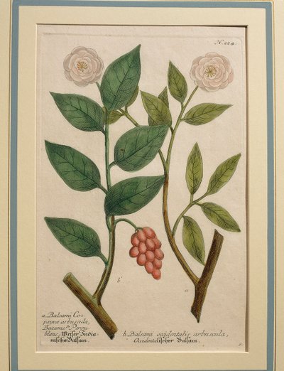 Balsam batı çalı, renkli fotoğraf by Johann Wilhelm Weinmann