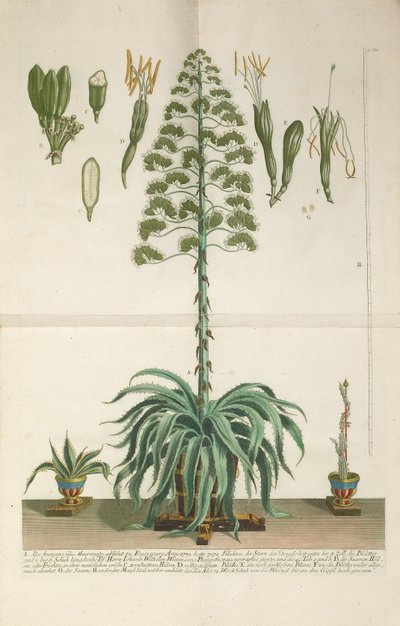 Aloe Americana folyo Mucronato